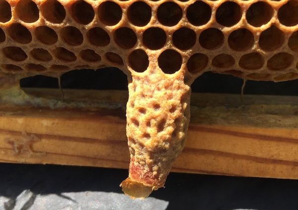 Swarm cell. Photo by Beth Conrey.